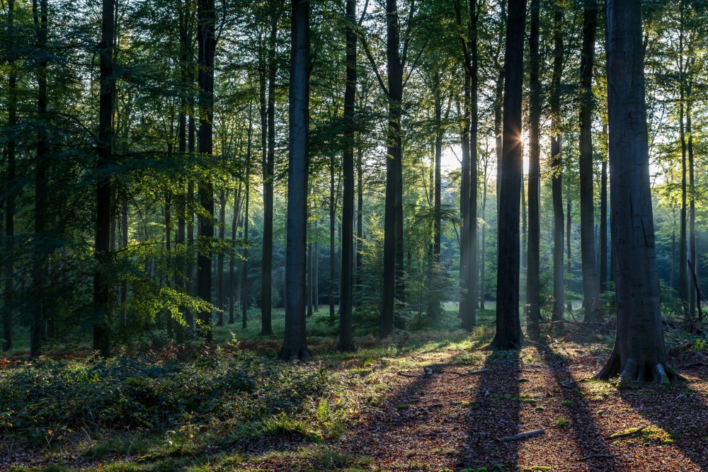 Image forêt bois